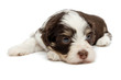 Detaily fotografie Cute lying little havanese puppy