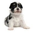 Detaily fotografie Cute little havanese puppy