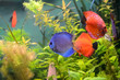 Blue and orange discus  fish