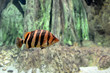 Striped tropical fish