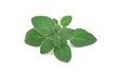 Origano - Origanum vulgare - Oregano Origano - Origanum vulgare - Oregano