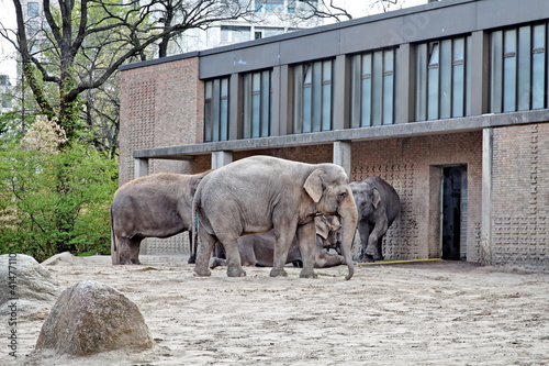 Foto: éléphants dans leur enclos. éléphants dans leur enclos.