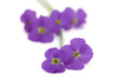 Fleurs