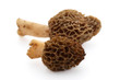 Morilles Morilles