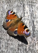 Peacock butterfly