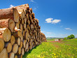 GRUMES DE BOIS