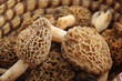 Morilles