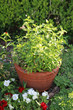 garden flora