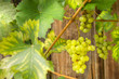 Weißwein, Weintrauben, Wein, Weinanbau, Herbstfrüchte