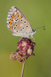 A Lycaeniadae Polyommatine waiting for the heat of the sun A Lycaeniadae Polyommatine waiting for the heat of the sun