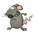 rat