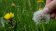 Pusteblume Finger