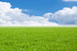 Beautiful field with a green grass