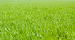 Green grass background