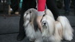 Two fluffy shaggy lap dog on a leash