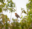 Robin