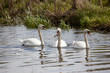 Swans