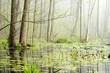 Swamp In Fog At The Sunrise