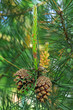 Kiefer  Pinus