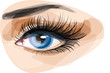 Vector of beautiful blue woman's eye. Vector of beautiful blue woman's eye.