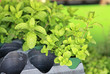 mint plants