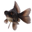Black  Goldfish on White Without Shade