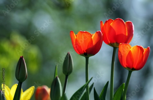Photo: Frühlingsblüten Frühlingsblüten