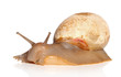 Photo: Big African snail crawling Big African snail crawling
