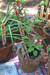 potted herbs