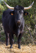 Taureau de Camargue