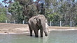 Elephant in water in the zoo