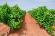 Vignoble languedocien