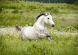 arab horse runs free