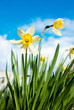 spring narcissus flowers on the sky background