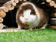 Wiesenspaß