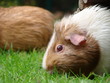 Wiesenspaß