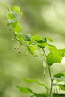 Foto: Vielblütige Weißwurz (Polygonatum multiflorum) Vielblütige Weißwurz (Polygonatum multiflorum)