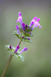 Wild flower in spring