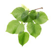 linden green leaves isolated on white.