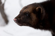 Wolverine