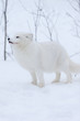 Arctic fox
