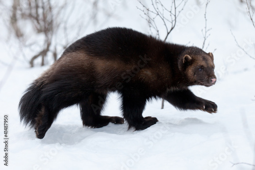 Photo: Wolverine in th snow Wolverine in th snow