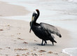 Brown pelican