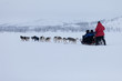 Husky dog sledding