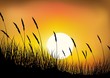 Grass background