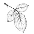 highly detailed hand drawn rose highly detailed hand drawn rose