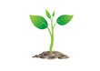 little plant grow up from earth