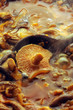 Sugo ai funghi Mushroom sauce 蘑菇酱