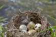 Vogelnest mit Eiern