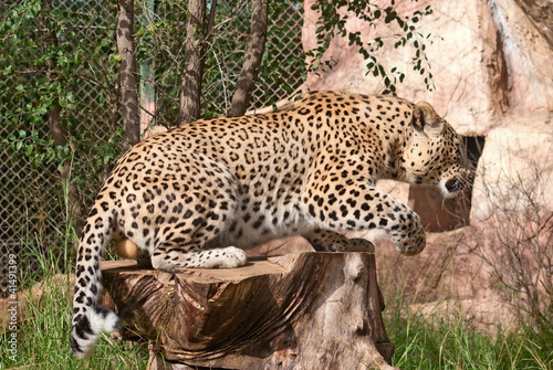 Photo: Leopard (Panthera Pardus) gets up Leopard (Panthera Pardus) gets up